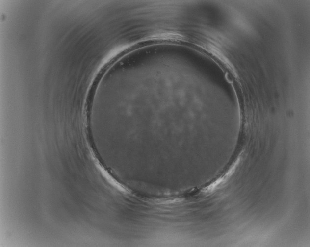 X0000065981037200603061209