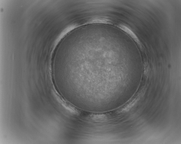 X0000065981043200603061209