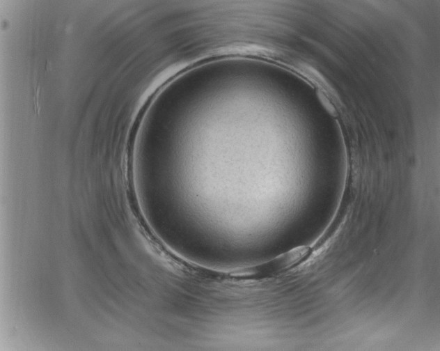 X0000065981044200603061209