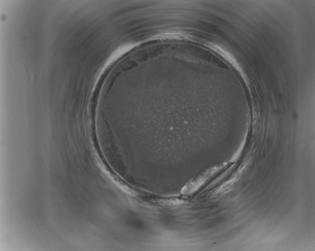 X0000065981045200603061209