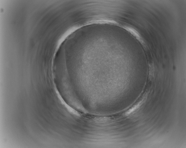 X0000065981046200603061209