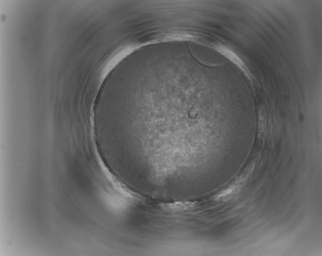 X0000065981047200603061209