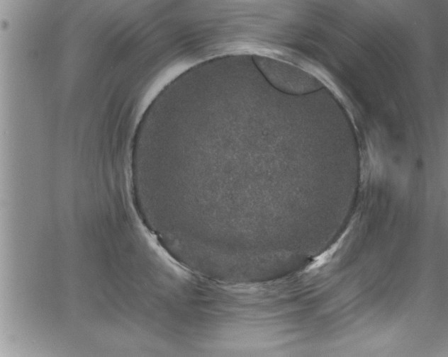 X0000065981048200603061209