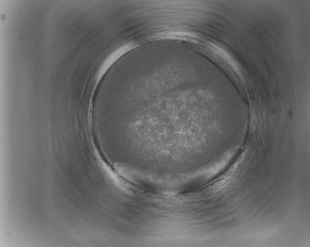 X0000065981050200603061209