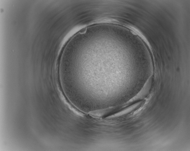 X0000065981053200603061209