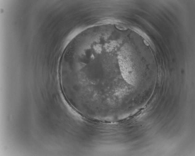 X0000065981055200603061209