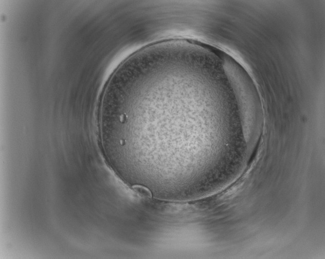 X0000065981056200603061209