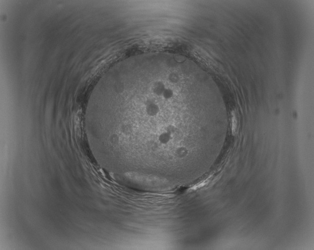 X0000065981059200603061209