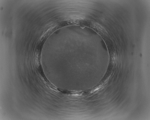 X0000065981060200603061209