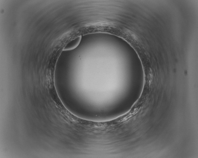 X0000065981062200603061209