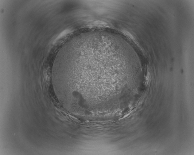 X0000065981063200603061209