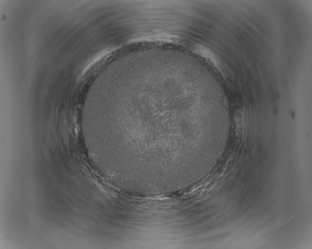 X0000065981064200603061209