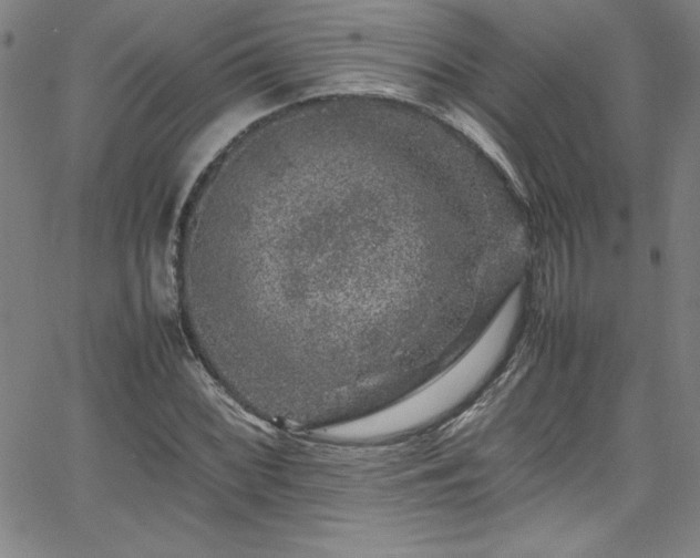 X0000065981068200603061209