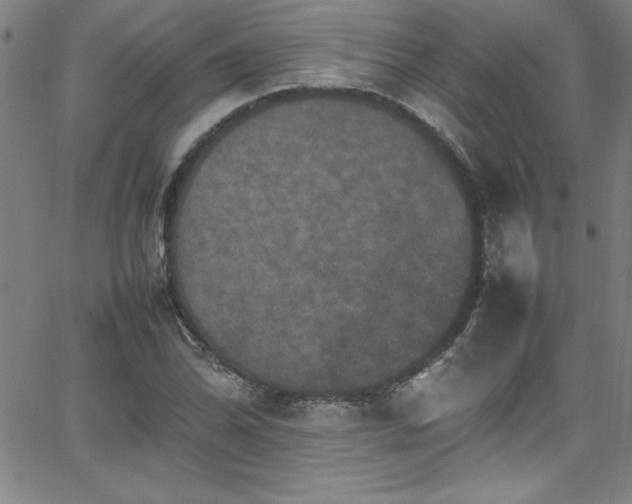 X0000065981070200603061209