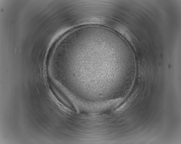 X0000065981072200603061208