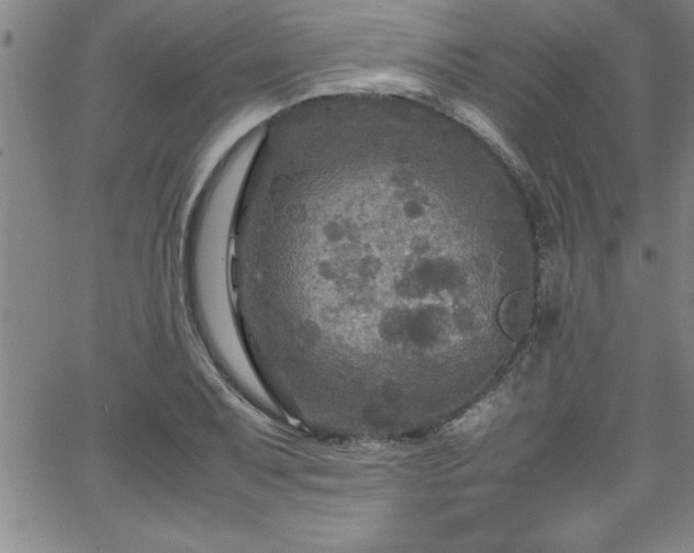 X0000065981079200603061208