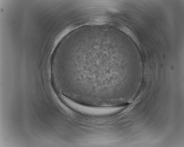 X0000065981083200603061208