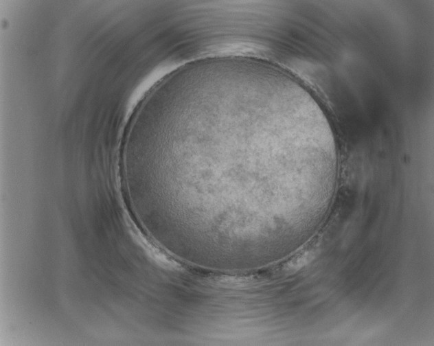 X0000065981086200603061208