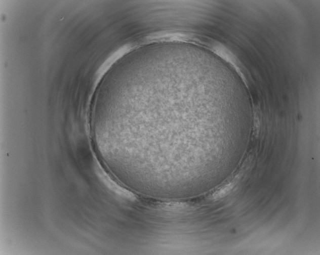 X0000065981090200603061208