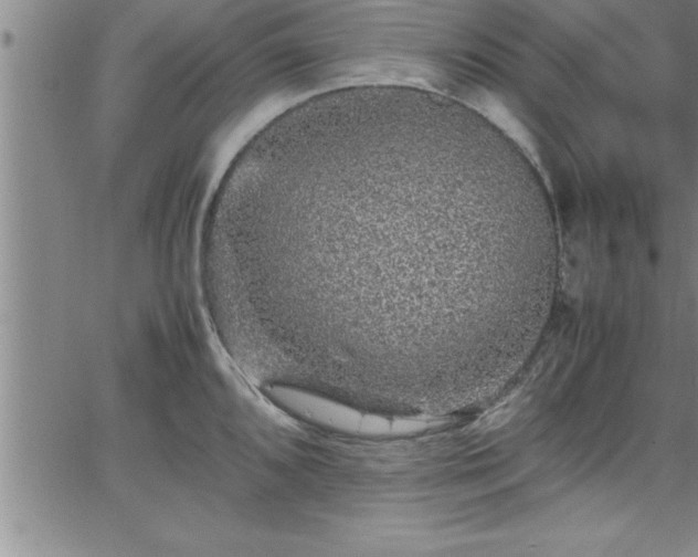 X0000065981096200603061208