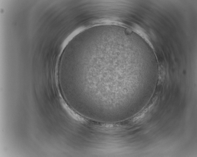 X0000065981098200603061208