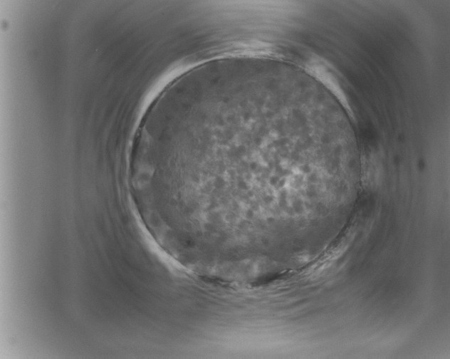 X0000065981099200603061208