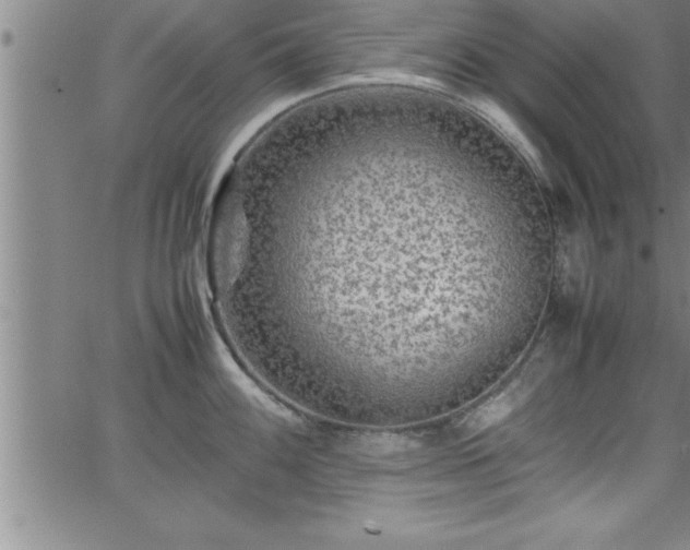 X0000065981100200603061208