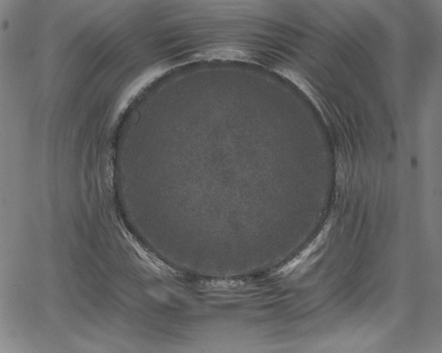 X0000065981115200603061207