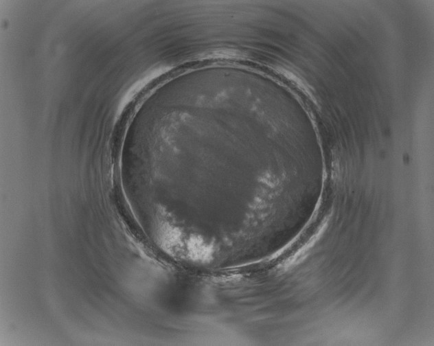 X0000065981117200603061207