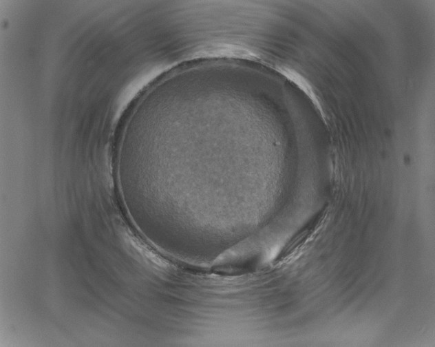 X0000065981120200603061207