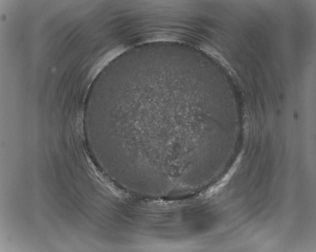 X0000065981121200603061207