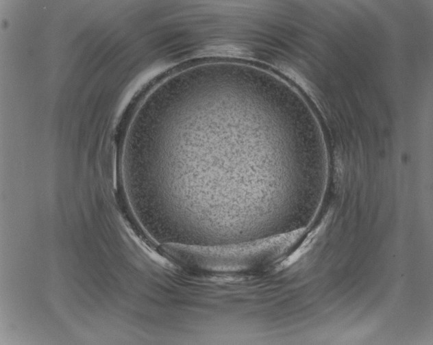 X0000065981123200603061207