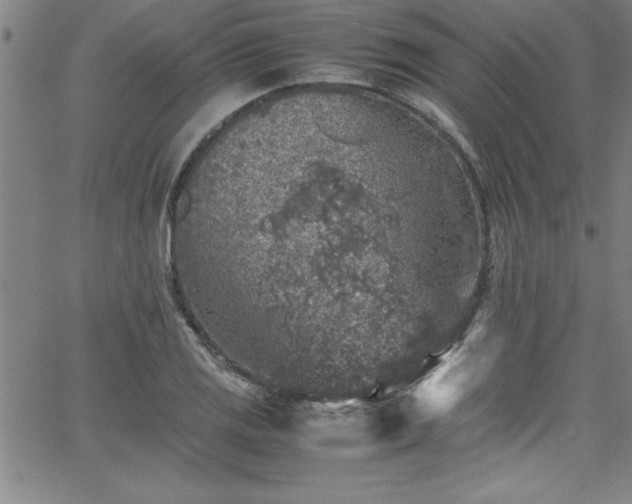 X0000065981125200603061208