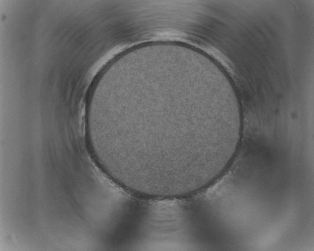 X0000065981126200603061208