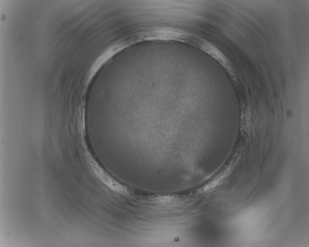 X0000065981130200603061208