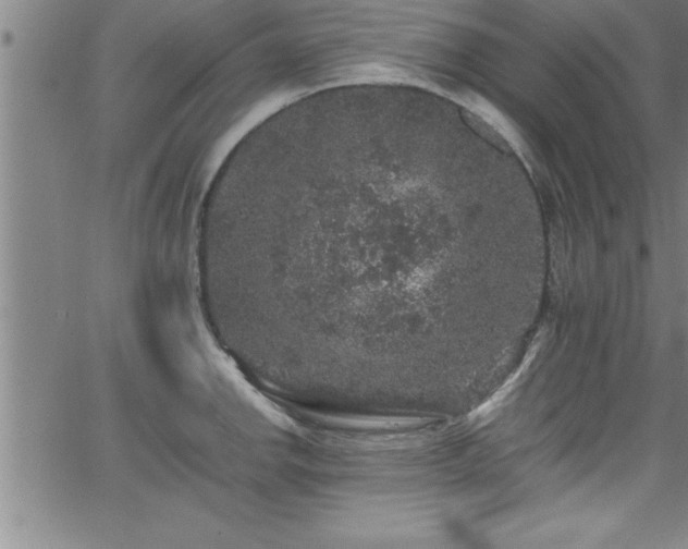 X0000065981142200603061208