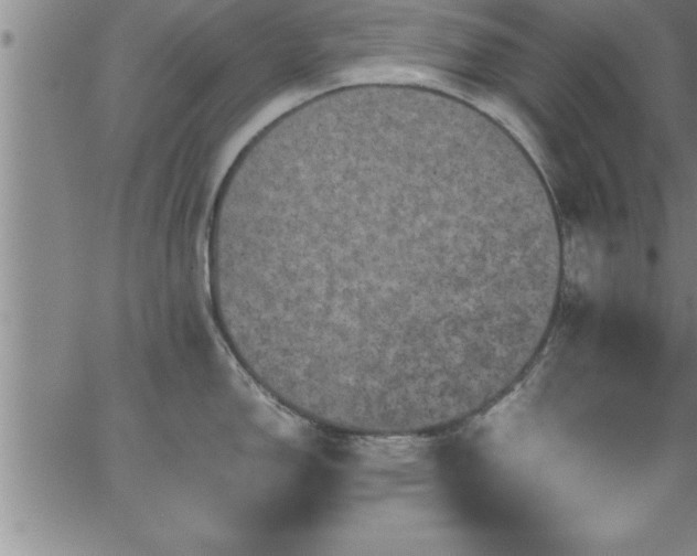 X0000065981150200603061208