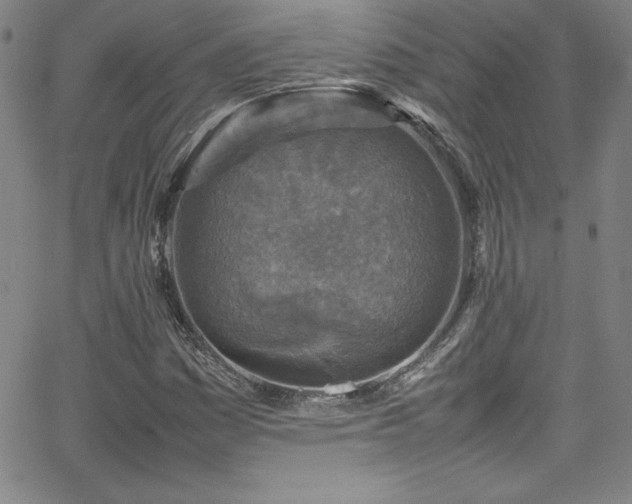 X0000065981161200603061207