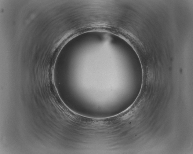 X0000065981162200603061207