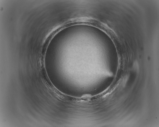 X0000065981166200603061207