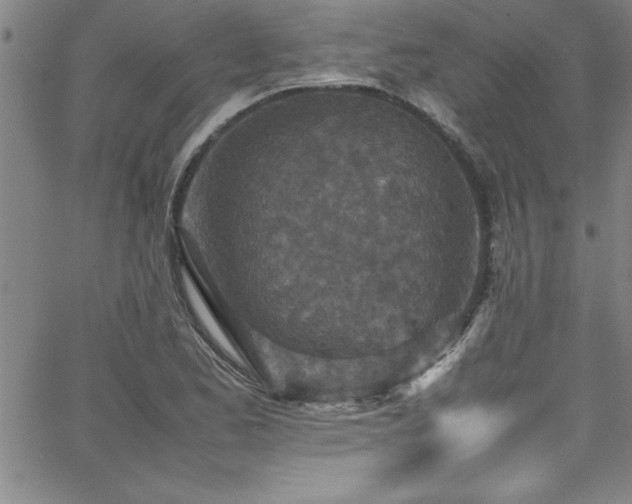 X0000065981173200603061207