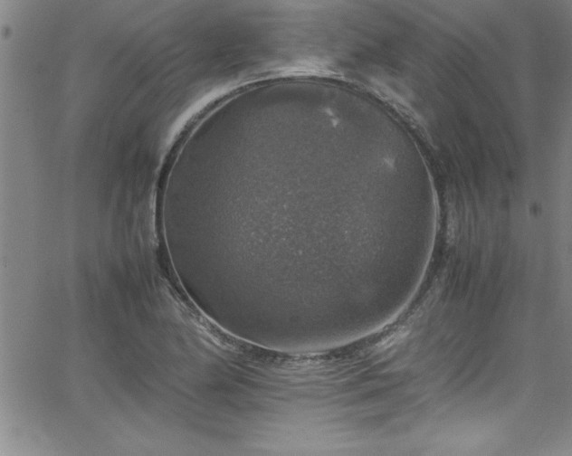 X0000065981174200603061207