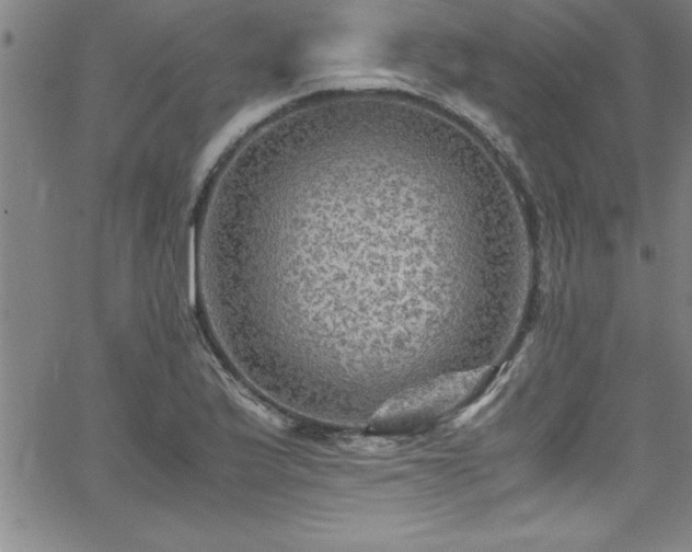 X0000065981175200603061207