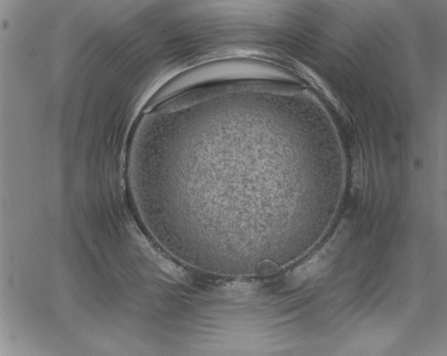 X0000065981178200603061207