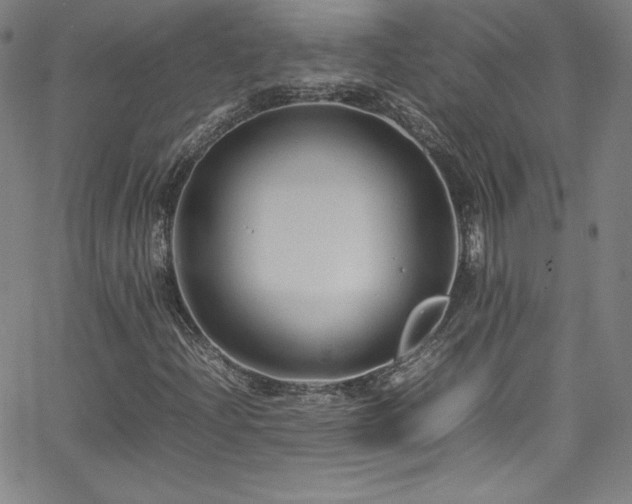 X0000065981204200603061206