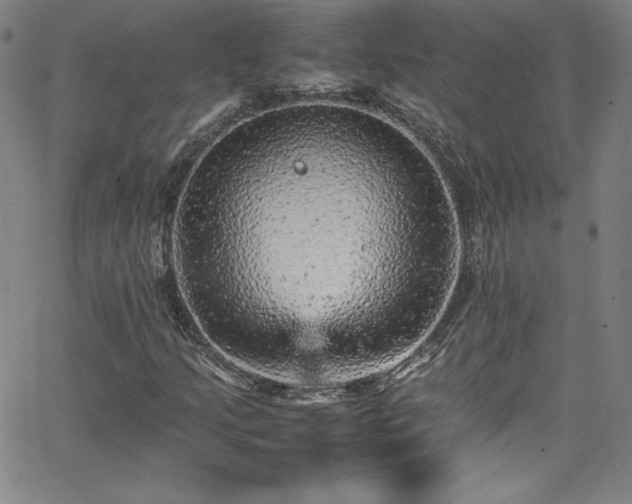 X0000065981205200603061206