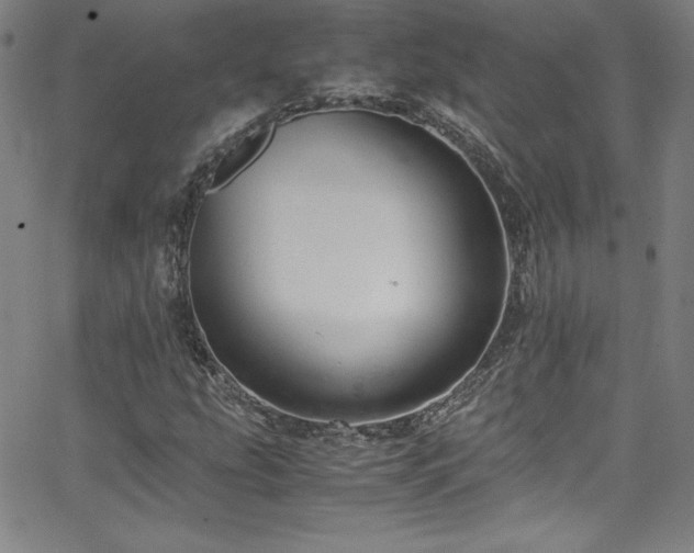 X0000065981207200603061206