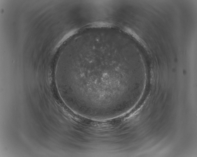 X0000065981213200603061206