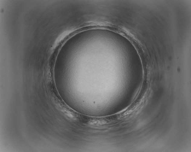 X0000065981215200603061206