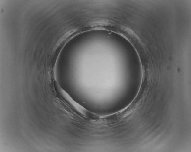 X0000065981217200603061206